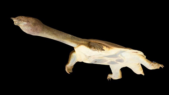 CC0 スッポン 🐢 ♂ Soft-shelled Turtle, P. sinensis