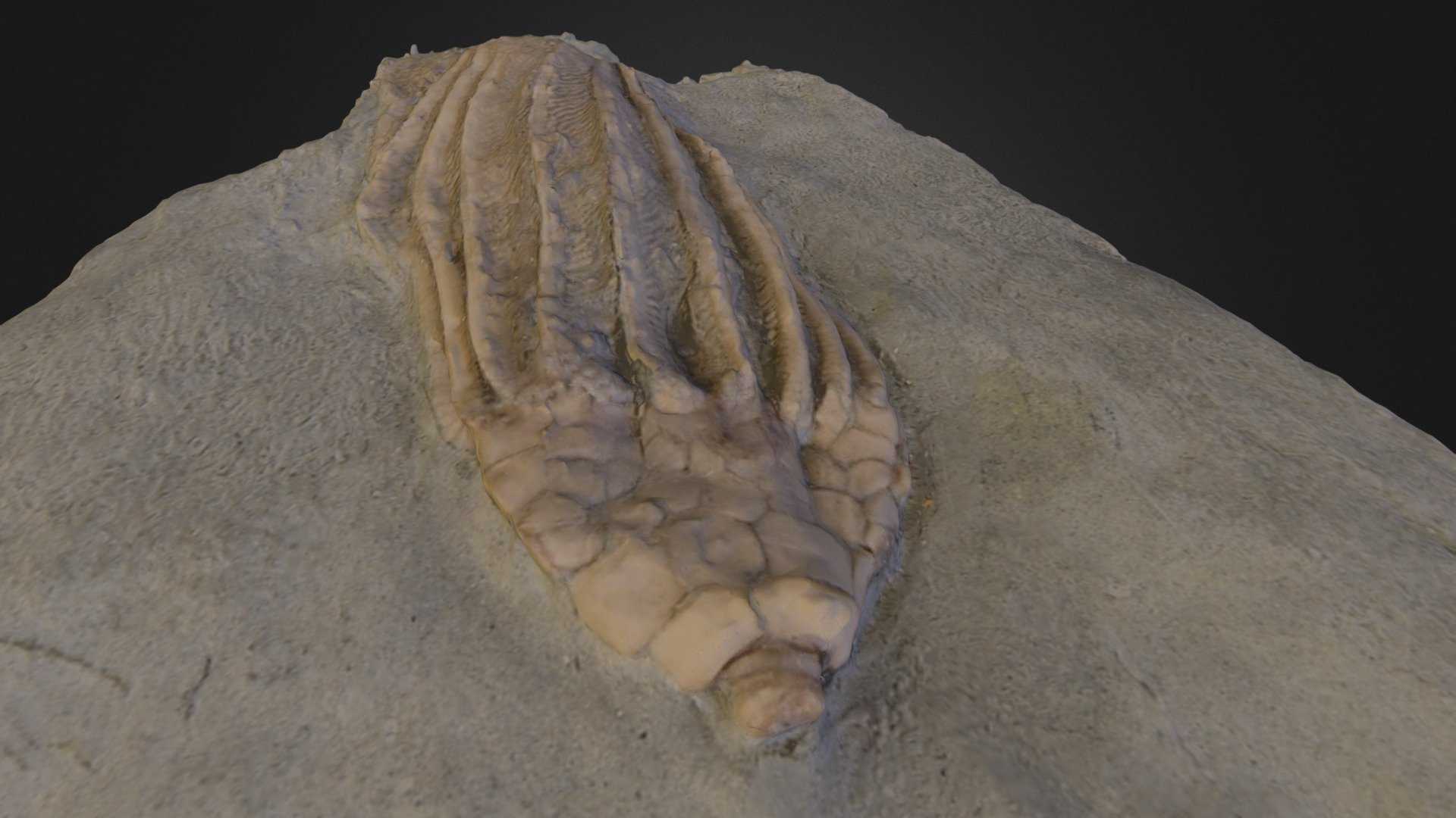 CRINOID