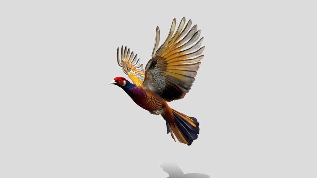 Golden Pheasant