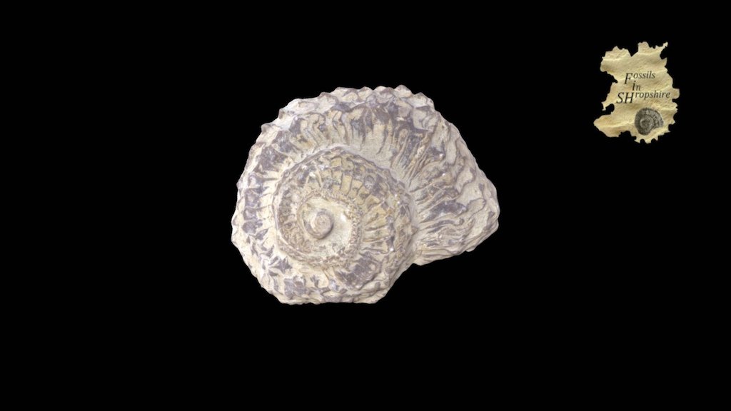 Gastropod - Poleumita