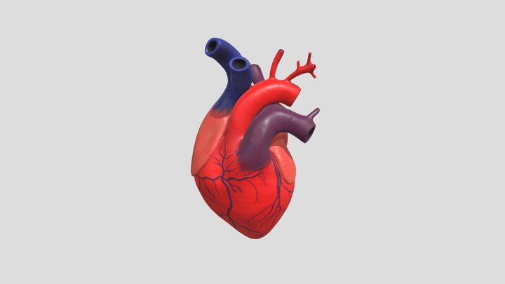 Human Heart 3D 3D Model