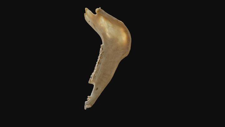 mandíbula equino poli 3D Model