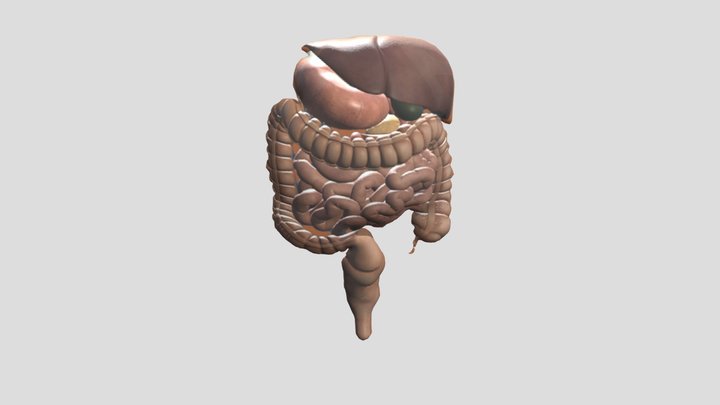 organ_organ_pencernaan_manusia_zick (1) 3D Model