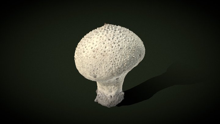 Lycoperdon perlatum - Real fungus 3D scan 3D Model