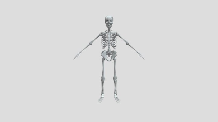 Skeleton
