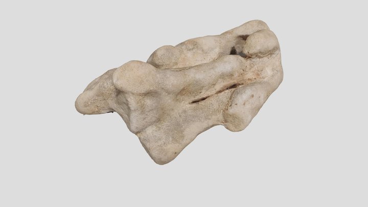 Esqueleto de coral 3D Model