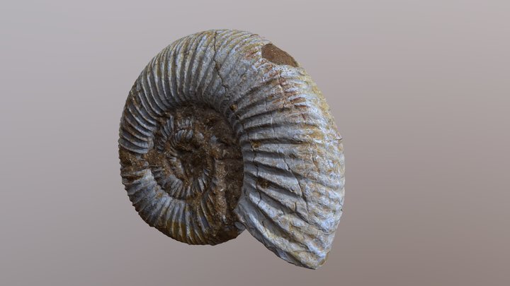 Ammonite Fossil 3D Model