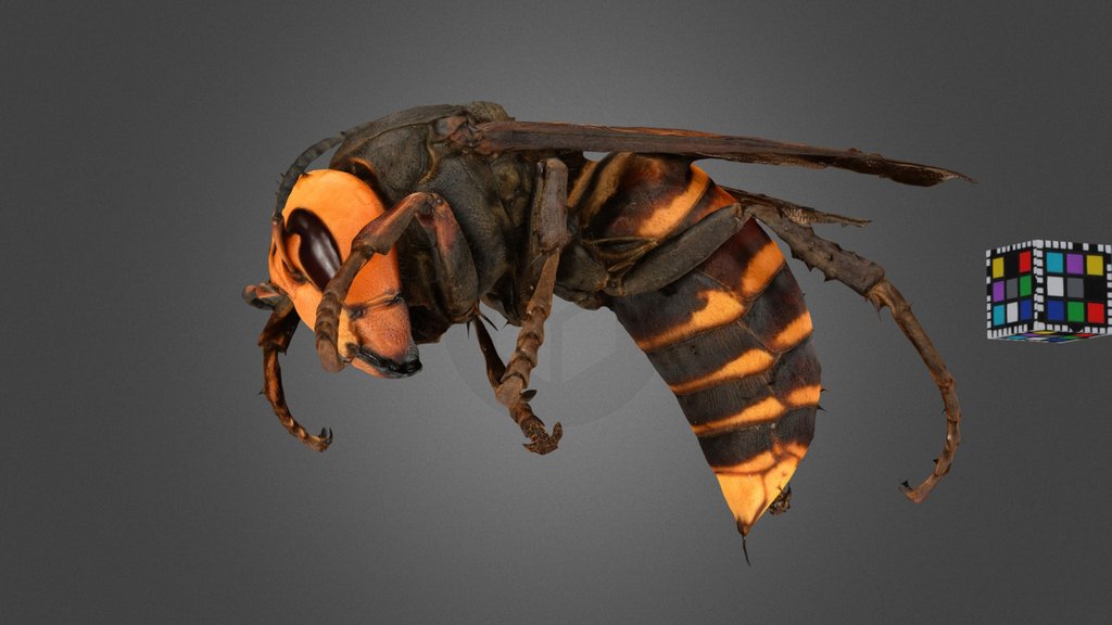 CC0 オオスズメバチ 🐝 Japanese Giant Hornet