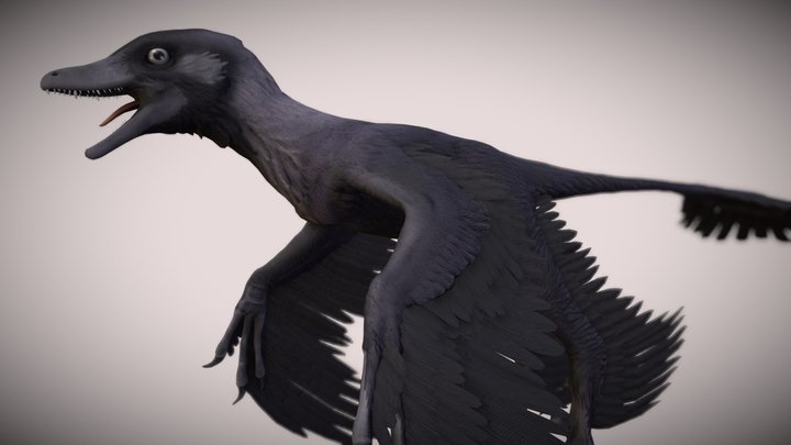 Microraptor 3D Model