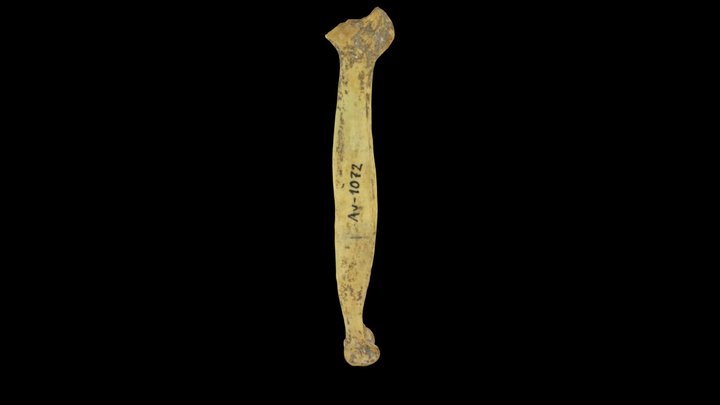 Ancient chicken bone with osteopetrosis 3D Model