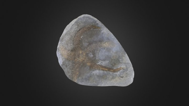 Asteroid: Urasterella sp. (PRI 76788)
