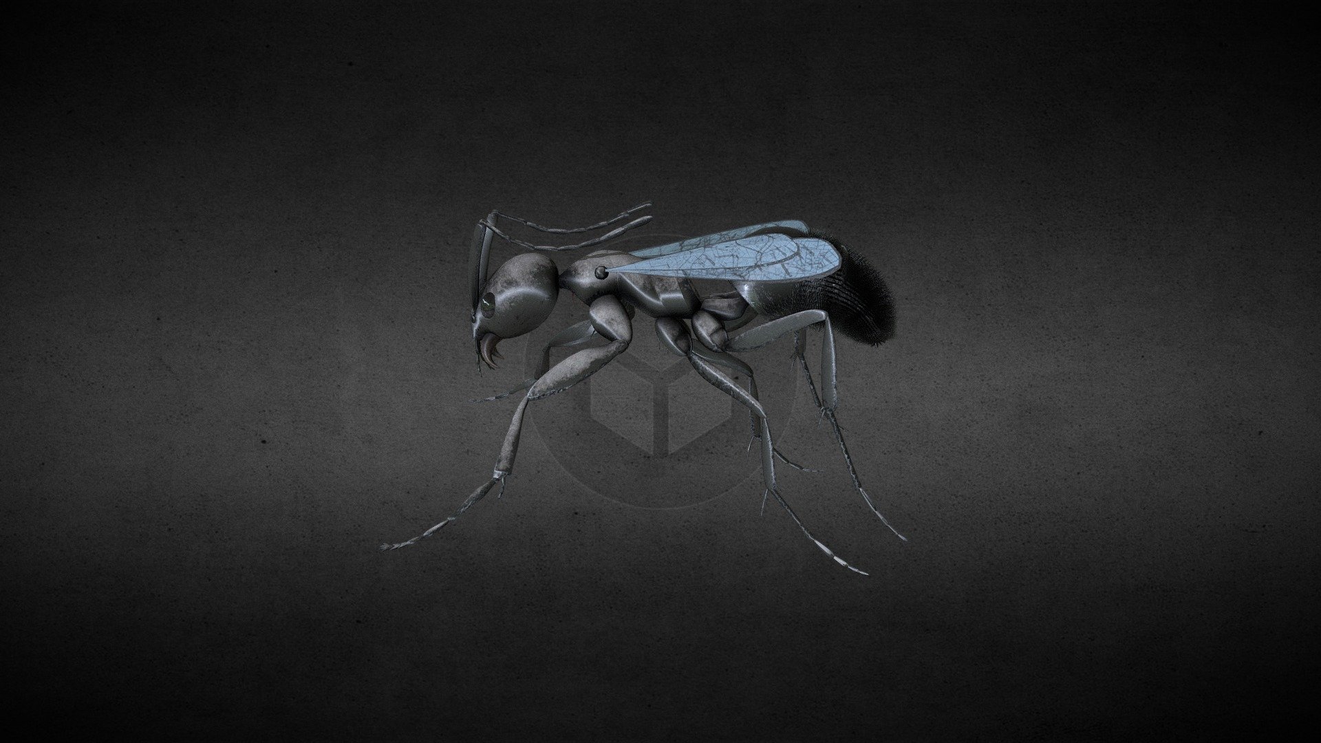 Tapinoma sessile (Ant)