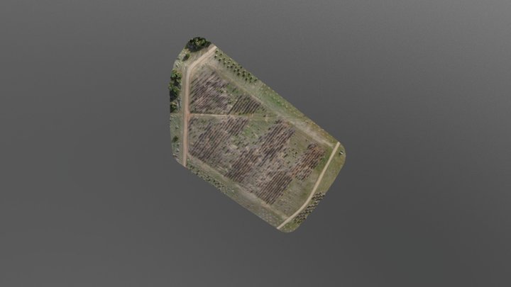 ANU Trees 3D 3D Model