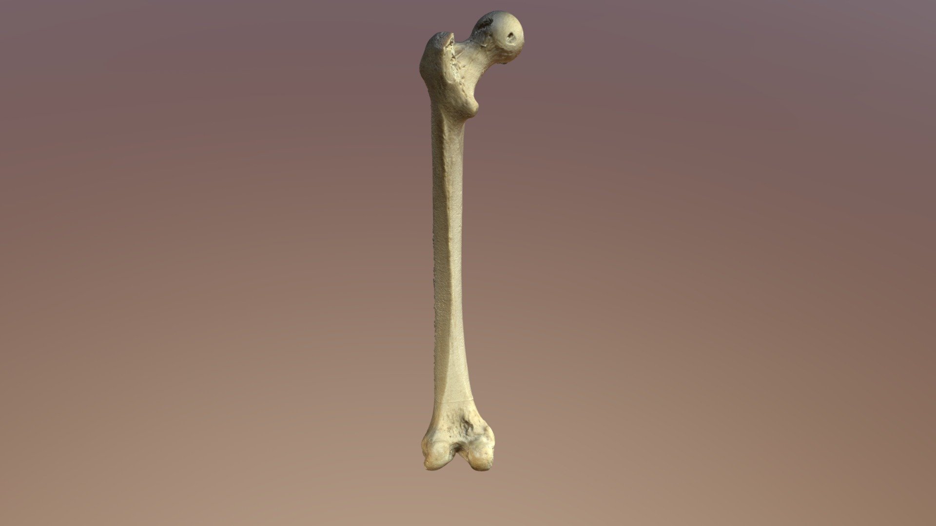 UD4 Femur - 3D model by atomas [f9d3879] - Sketchfab