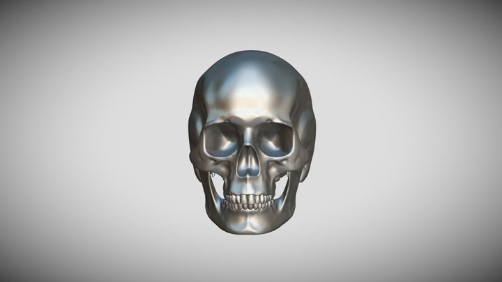 skull 3D Model