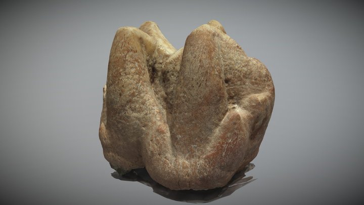 Hippopotamus Pentlandi 02 3D Model