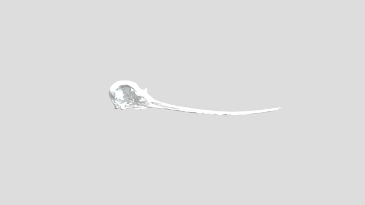 Recurvirostra americana FMNH364175 Skull 3D Model