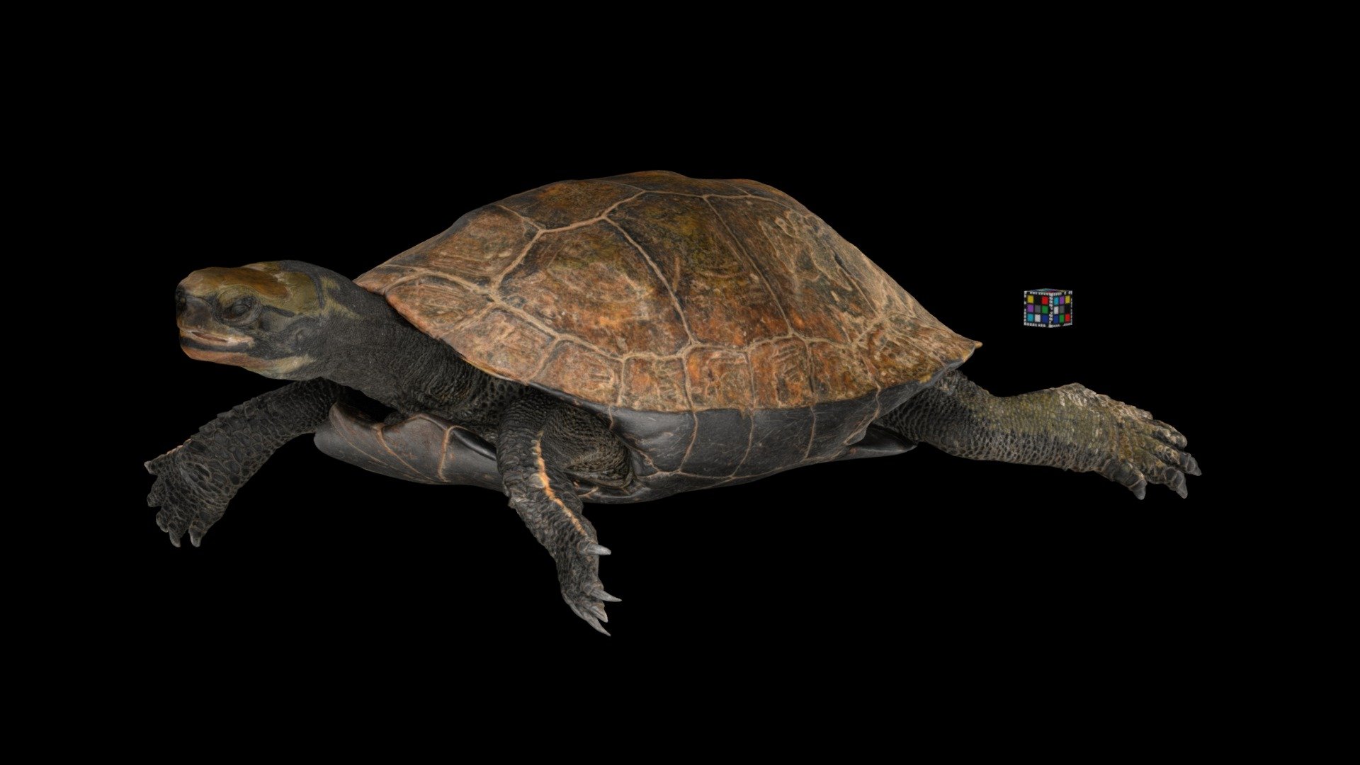 ニホンイシガメ ♀ Pond Turtle, Mauremys japonica - Download Free 3D model by ...