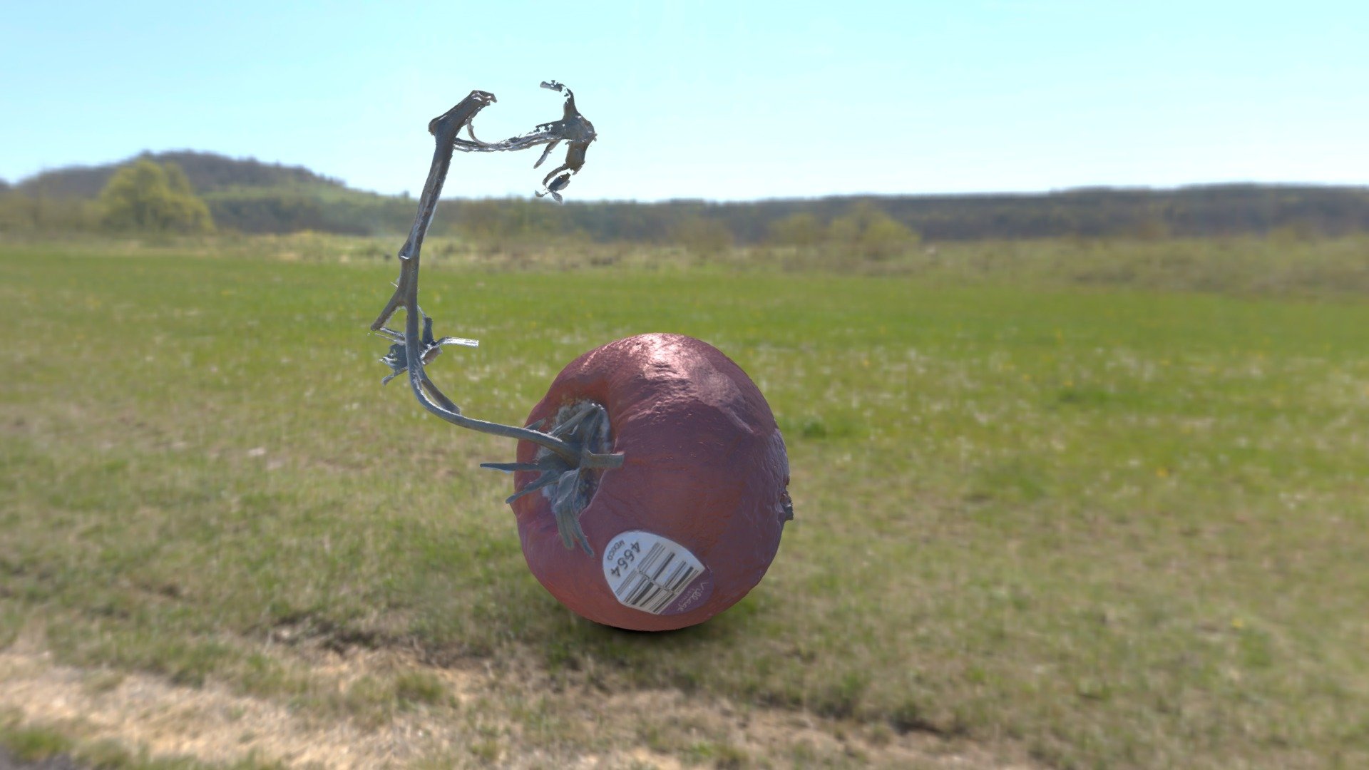 The "Old" tomato