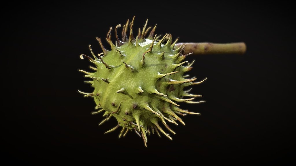 Chestnut fruit in June — Sketchfab embed 3D viewer