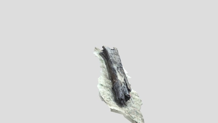 Starý kmeň z Váhu 3D Model