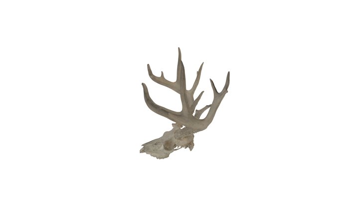 Deer Skull With Antlers - Copy 1 3D Model