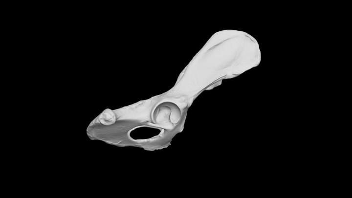 Dog ossa coxae 3D Model