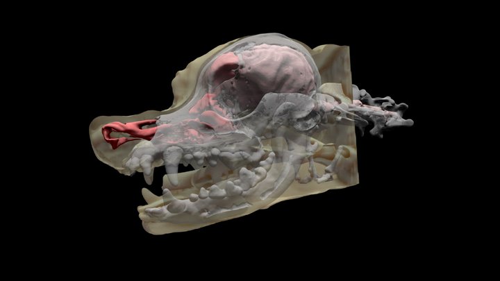 Canine Head Anatomy - Right-side Cutaway 3D Model