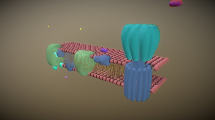 Photosynthisis electron transport chain 3D Model
