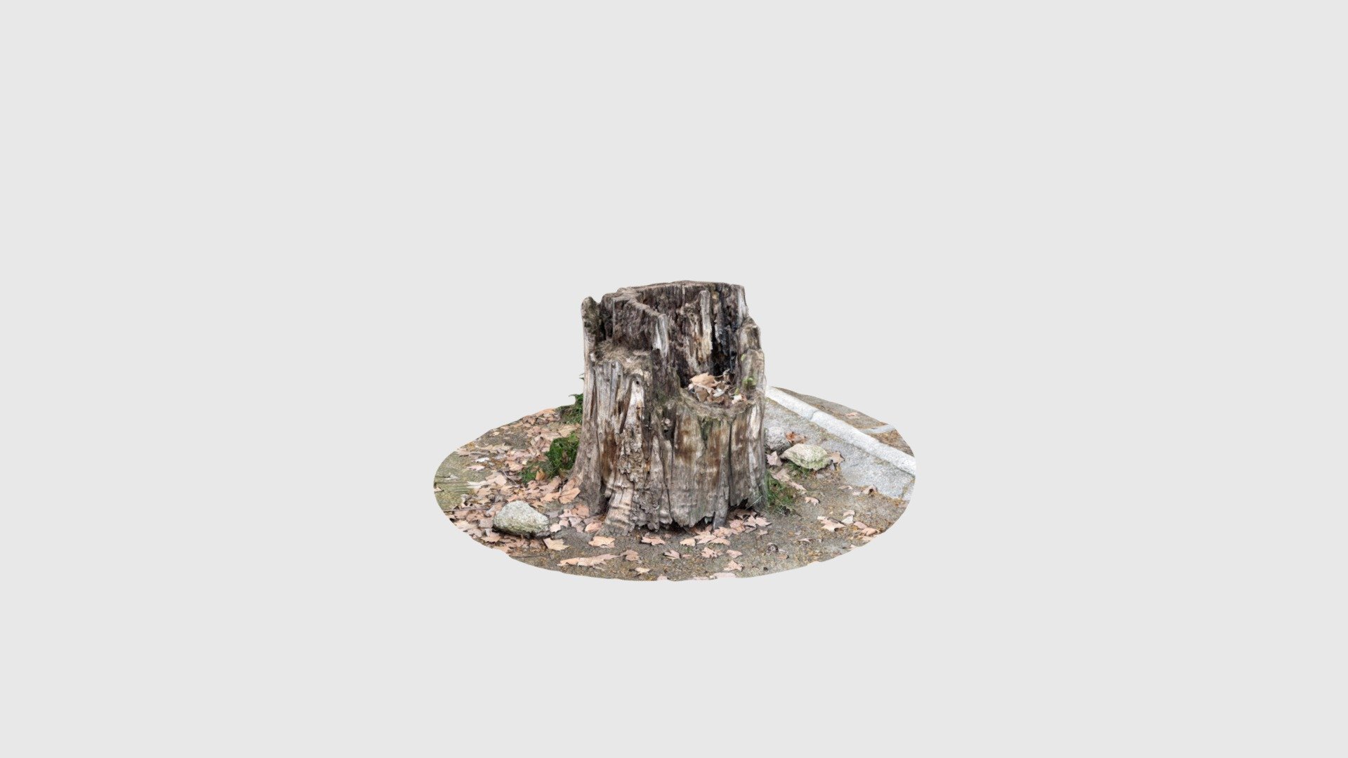 Tree Stump