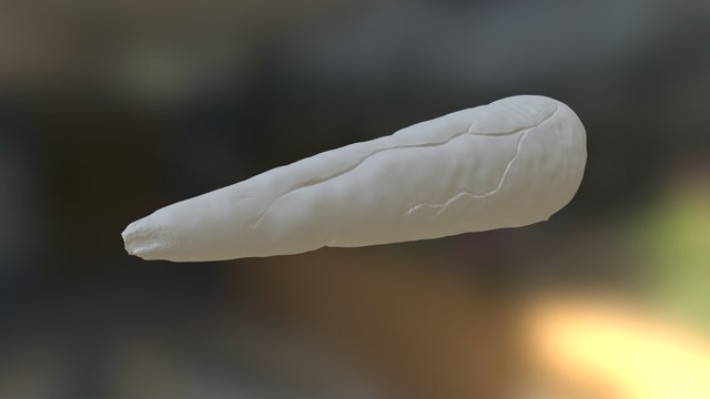 Triceratops Horn High Poly 3D Model