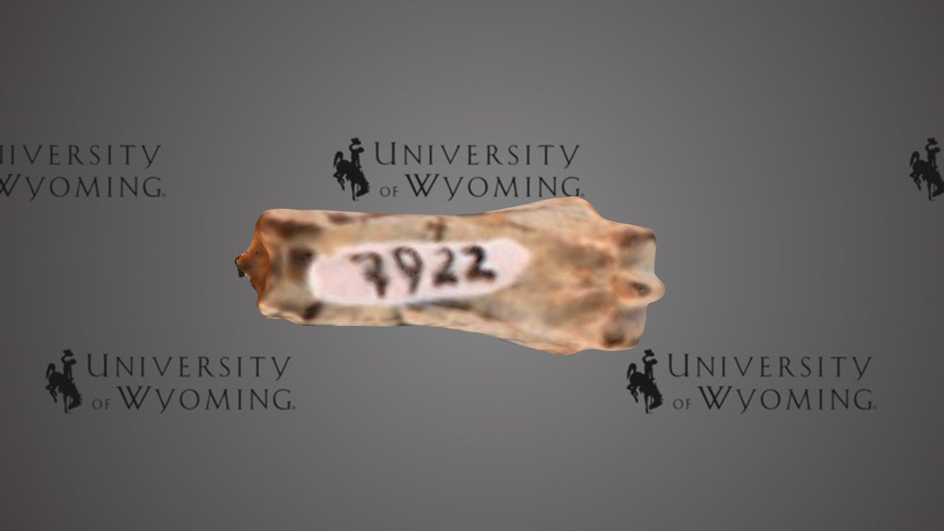 UW 7922 C - Hyracotherium angustidens, Limb