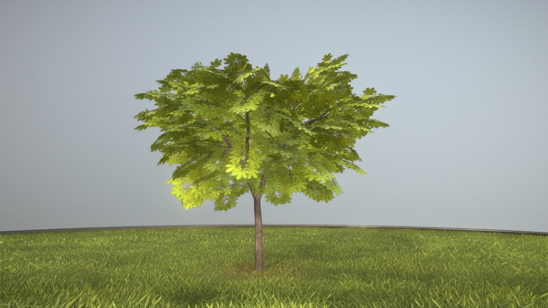 Kastanie 4 Meter - Sommer — Sketchfab embed 3D viewer