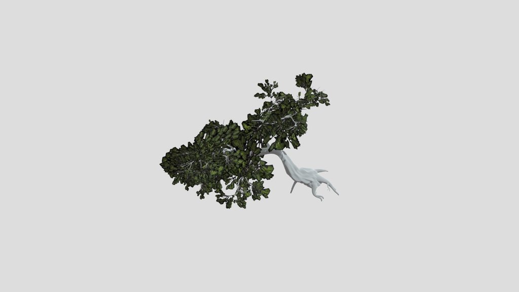 Mediterranean Pine Version 2