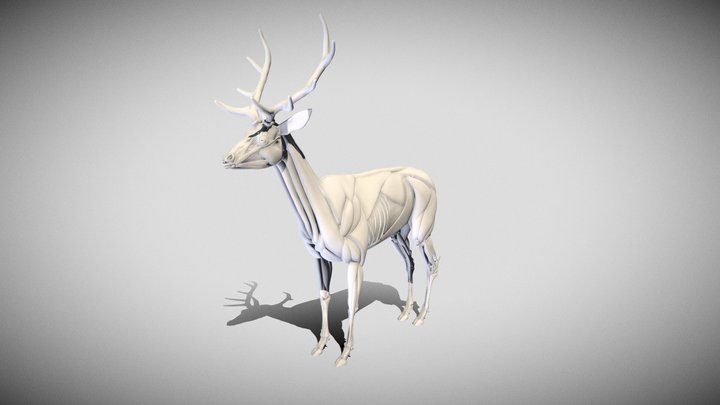 Red Deer Ecorche Sculpt 3D Model