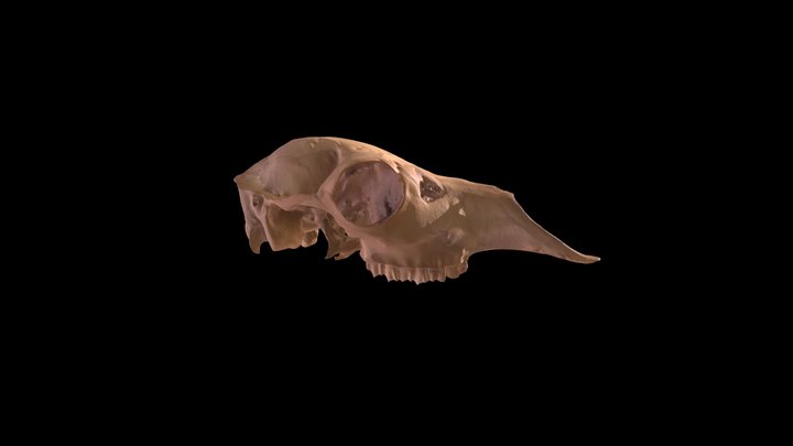 Craneo Lama Glama 3D Model