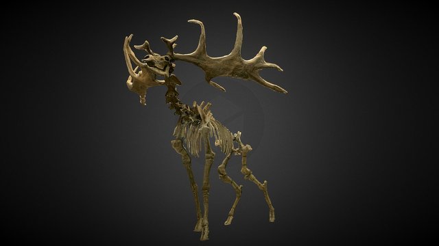 Megaloceros 3D Model