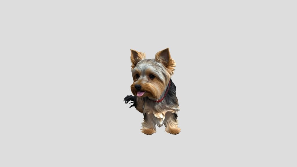 yorkshire terrier