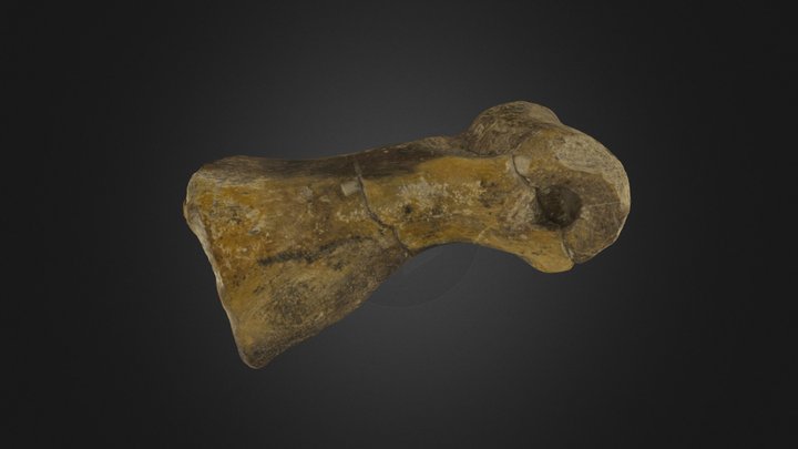 Tyrannosaur Phalanx from Grand Staircase 3D Model