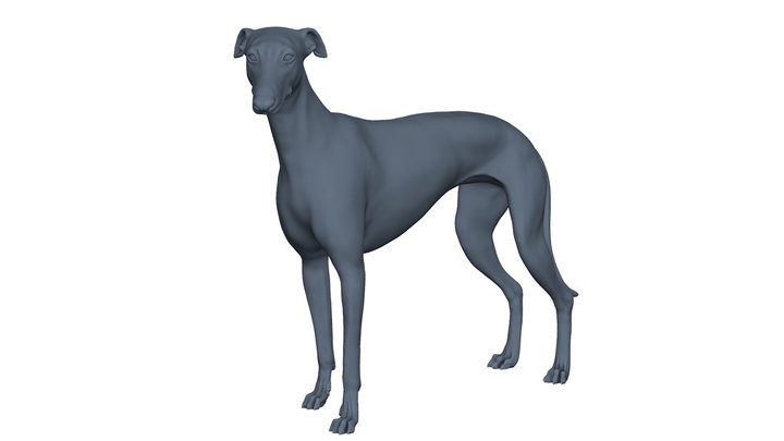 Greyhound Pose 01 3D print model 3D Model