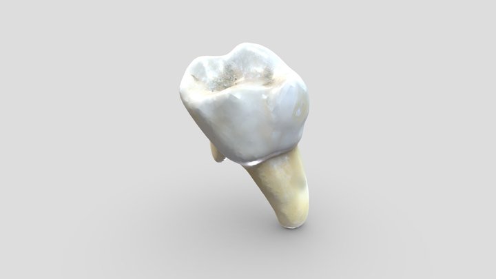 Diente Arquitectura dental 3D Model