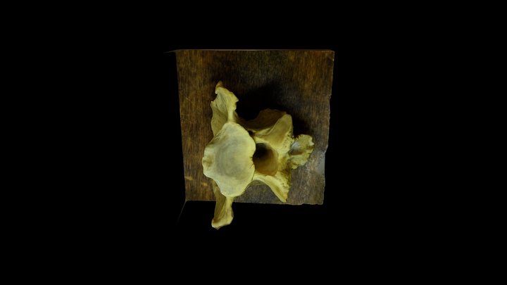 Bighorn sheep (Ovis canadensis) C3 caudal, male 3D Model