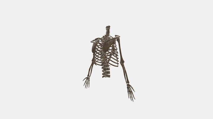 Skeleton Top Half with Bullet Hole in Head 3D Model