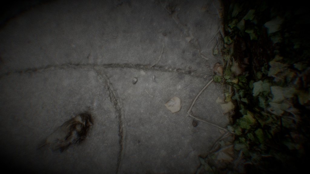 dead sparrow