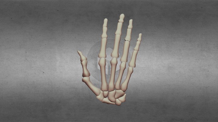 handmodel 3D Model