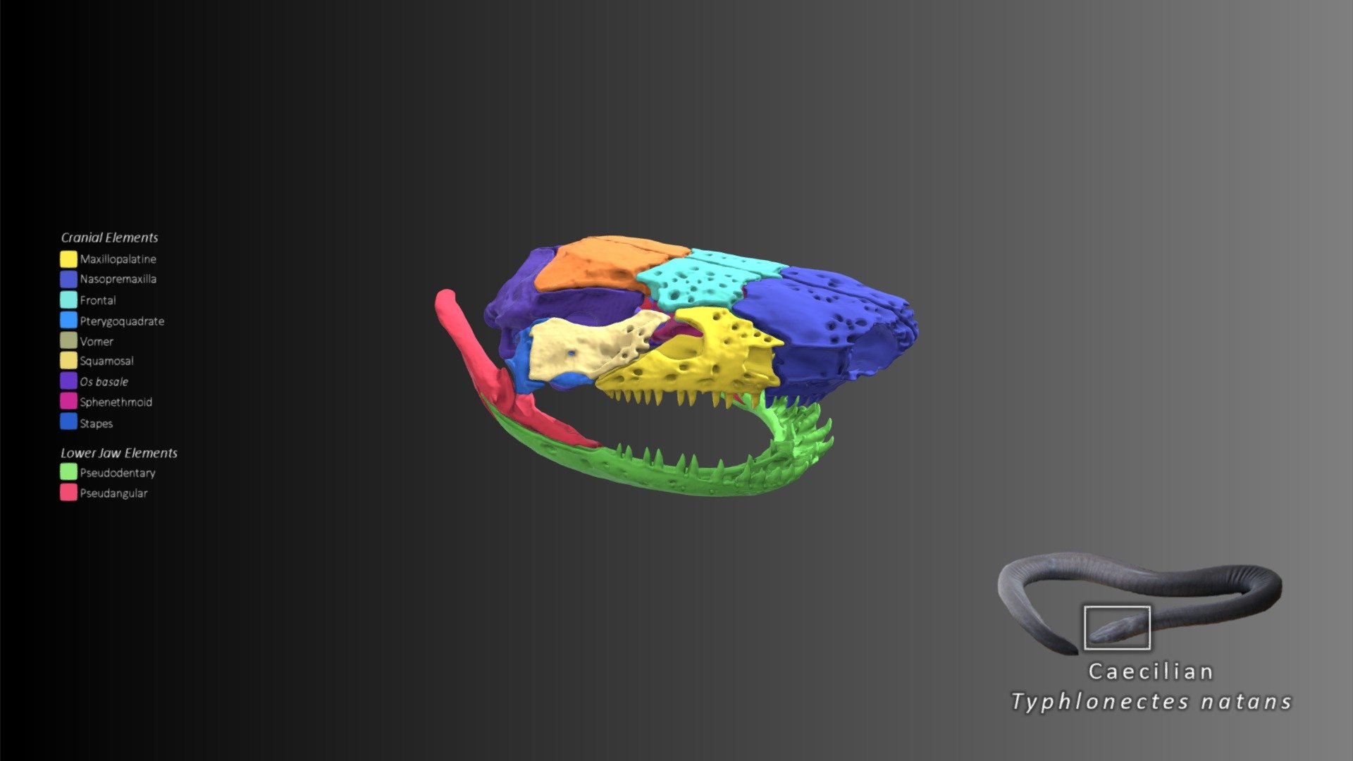 Caecilian skull anatomy - 3D model by Blackburn Lab (@ufherps) [fa26901 ...