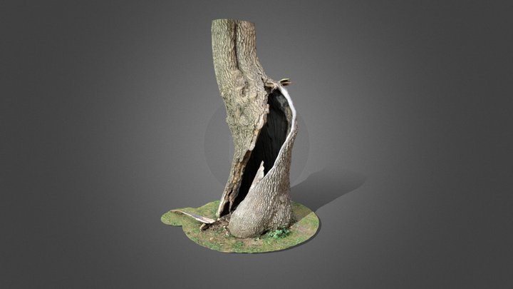 Hollow Tree Trunk - Scan / PBR / 8k 3D Model