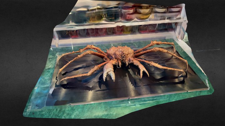 3D Scanned Spider Crab Display