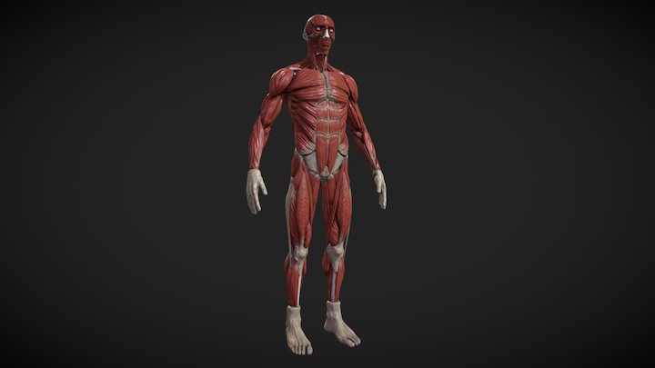 Human body ecorche 3D Model