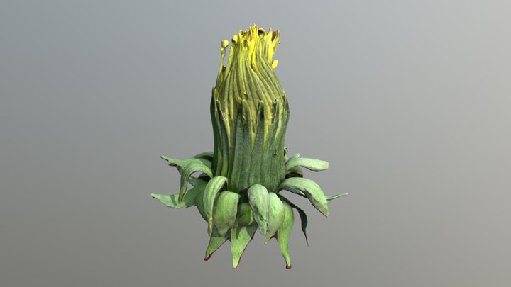 3d Scanned dandelion flower 3D Model